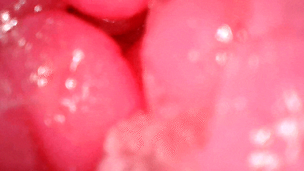 motiyukikarami001