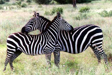 Zebra_Grant1