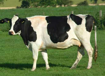 Holstein-Cow.jpg_350x350