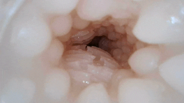 kuiutiloris003