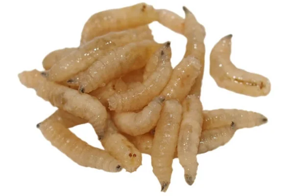 1710_maggotsdiveintopenis_1