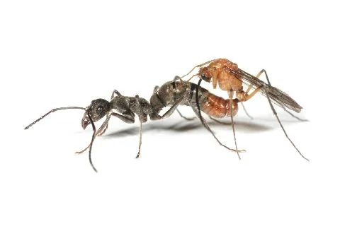 ant006___ant_contents_img15