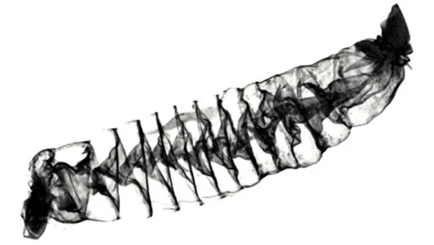 c54b25e6